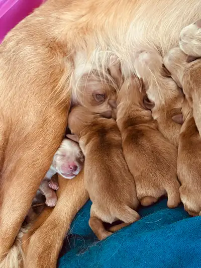 Red/Golden Retriever Puppies, View more