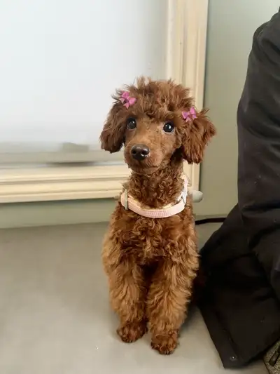 Show quality toy Poodle- 4months, View more