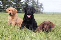 Starstruck Labrador Retrievers and Lab Pups! PLEASE READ AD. :)