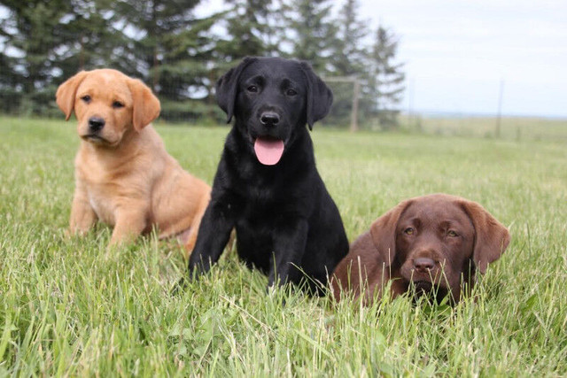 Starstruck Labrador Retrievers and Lab Pups PLEASE READ AD