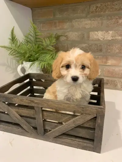 Adorable Cavachon Puppies, View more
