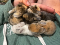 Dwarf holland lop bunnies 