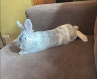 Rabbit for rehoming NEED GONE ASAP