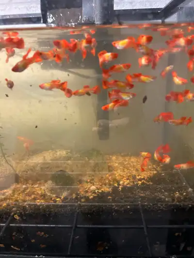 koi guppy $5, View more