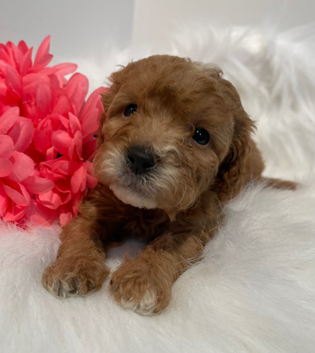 Petite Mini Goldendoodle Puppies | Dogs & Puppies for Rehoming ...