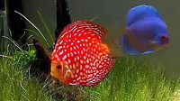 BEAUTIFUL DISCUS ON SPECIAL $50.00