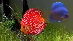 BEAUTIFUL DISCUS ON SPECIAL $50.00, View more
