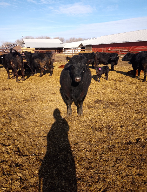 Hamco Angus first calf heifers in Livestock in Portage la Prairie - Image 3