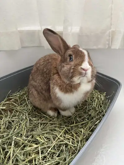 Rabbit Holland fluffy, View more