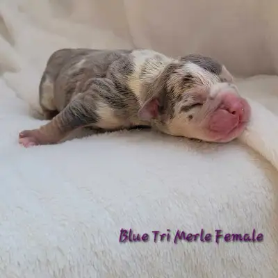 Olde English Bulldog Pups, View more