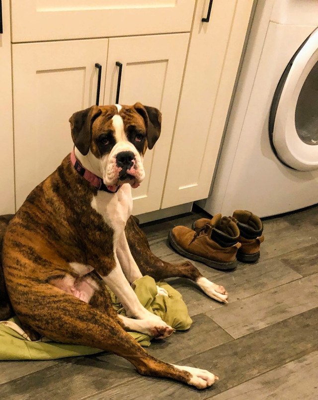 Adult female boxers Dogs & Puppies for Rehoming Belleville Kijiji