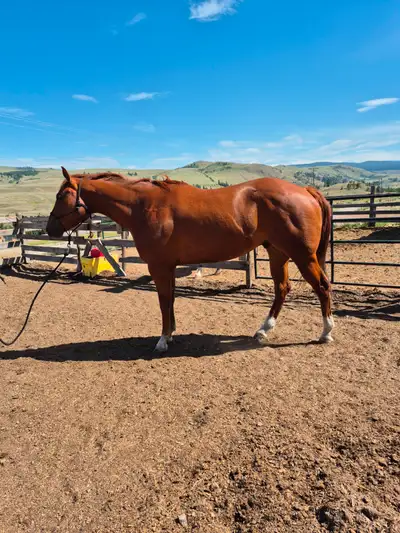 Registered Gelding for sale, View more