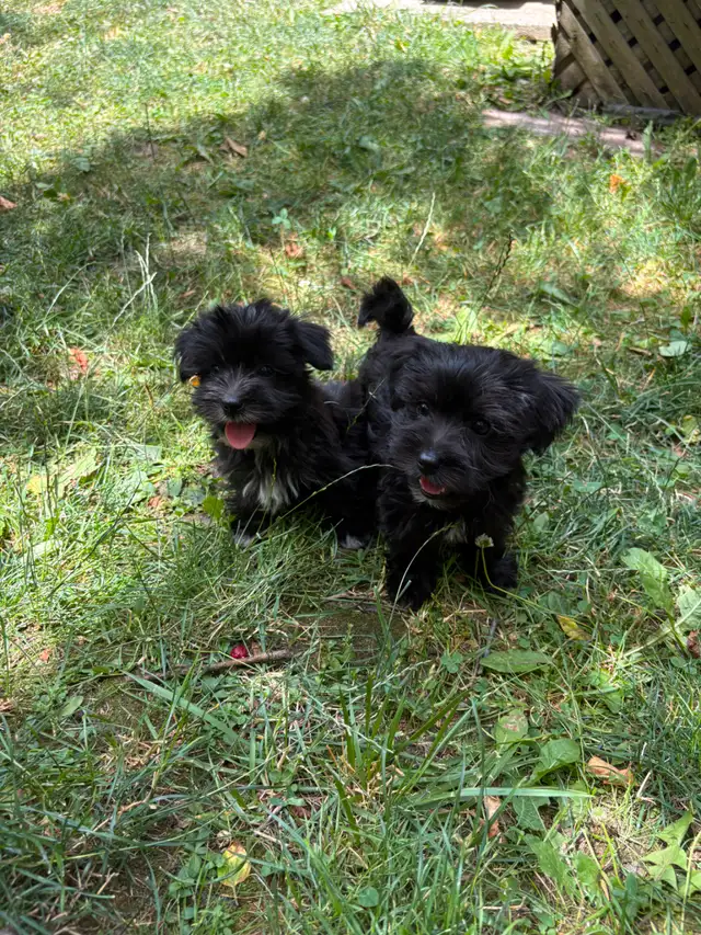 Morkie Puppies in Dogs & Puppies for Rehoming in Markham / York Region - Image 8