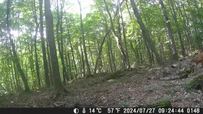 Property Overview: A unique opportunity to own a rare 43-acre parcel completely surrounded by Crown...