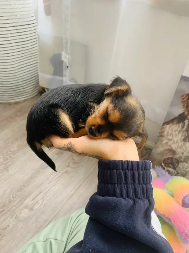 **SOLD** Toy Yorkie Mix Puppy ❤️ (Chork in Dogs & Puppies for Rehoming in City of Toronto - Image 2