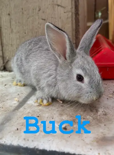 Flemish Giant Rabbits for sale Dad is 3/4 Flemish Giant 1/4 New Zealand Mom is 100% Flemish her Gran...