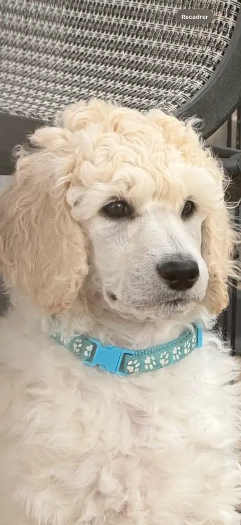 Standard poodle puppies in Dogs & Puppies for Rehoming in Ottawa - Image 6