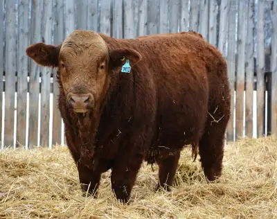 Yearling Simmental Bulls, View more