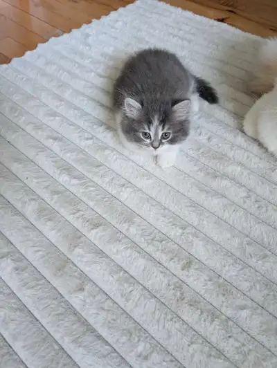 Le plus  mignon des chatons Ragdoll x Persan, View more