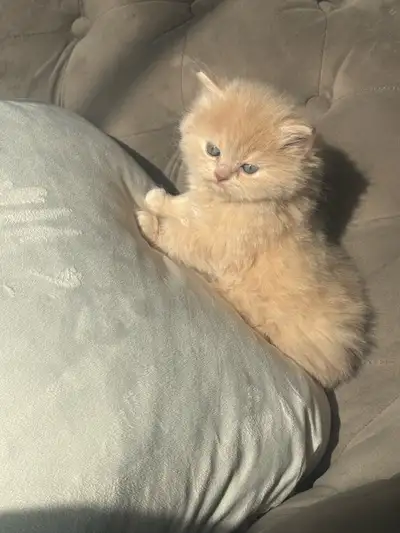 Persian Himalayan x Scottish Fold Kittens, View more