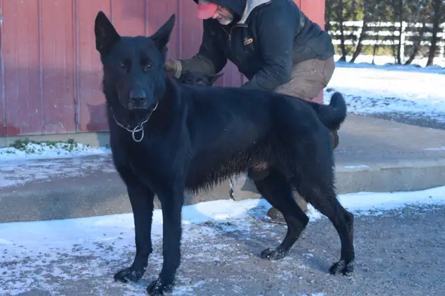 All Black& Sable Czech Line German Shepherd Puppies in Dogs & Puppies for Rehoming in Cornwall - Image 10