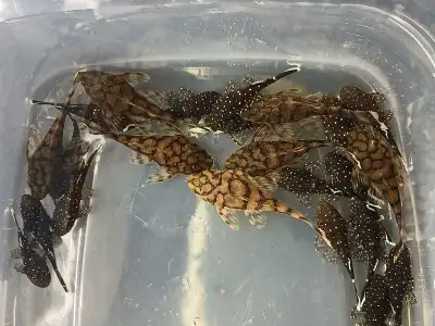 L519 k2  Pleco 1.5", View more