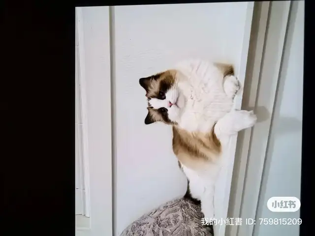 Adorable cat looking for new home
