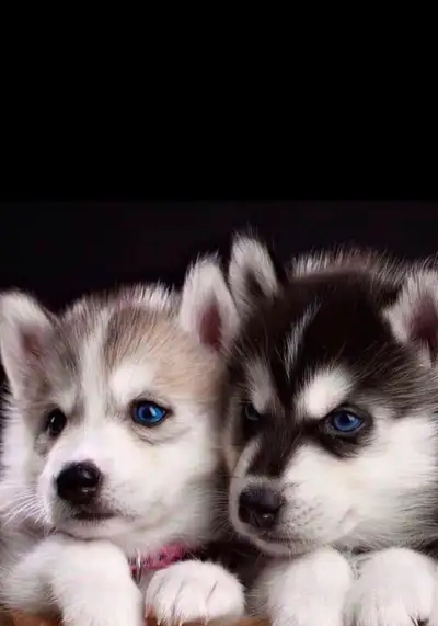 Chiots Pomsky miniatures disponibles. Blanc et noir et tout blanc. Ils auront les yeux bleus et le m...