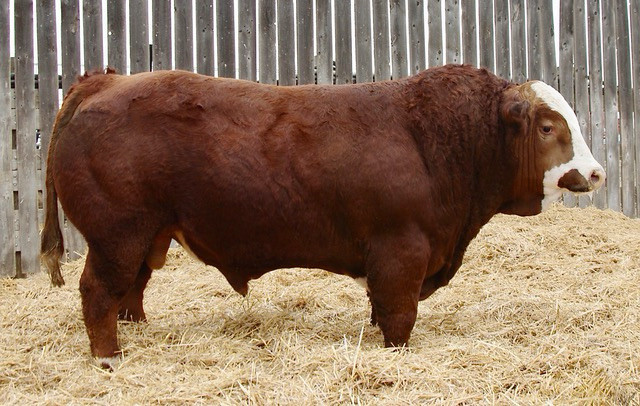 Polled Fullblood Simmental Bulls for Sale in Livestock in Moose Jaw