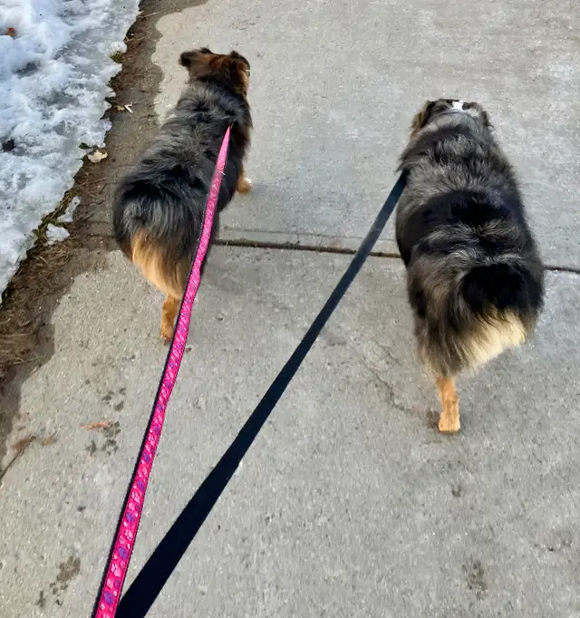 Loving and Reliable Pet Sitting & Dog Walking Services in Ottawa in Animal & Pet Services in Ottawa - Image 13