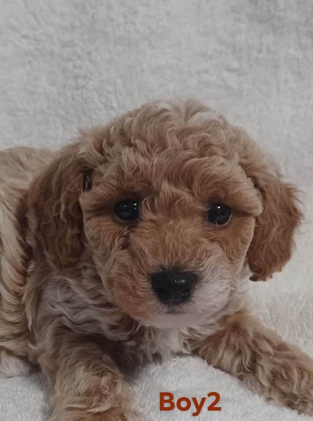 Toy Poodle Puppies Dogs & Puppies for Rehoming New Glasgow Kijiji