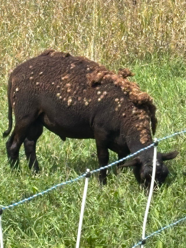 Katahdin Ram in Livestock in Peterborough - Image 3