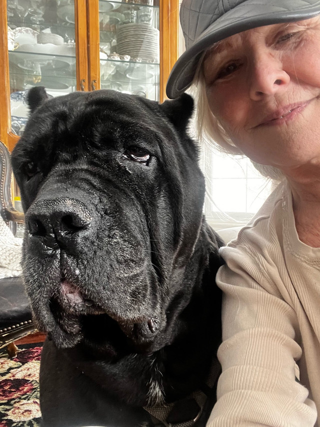 Wag’s Pet sitting Edmonton 780-9653113 in Animal & Pet Services in Edmonton - Image 2