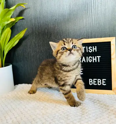 chatons scottish pures races disponibles, View more