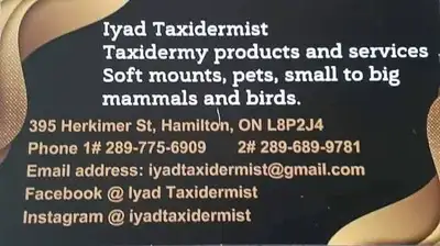 taxidermy birds animals pets