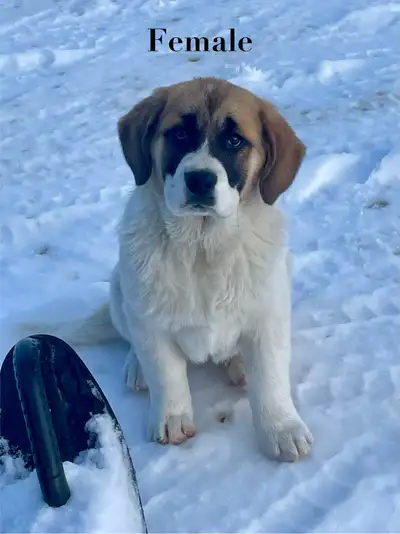 These puppies are looking for a home. Born November 24th. Vet checked, vaccinated and ready to go. M...
