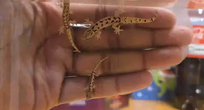 Hawaiian mourning geckos, View more