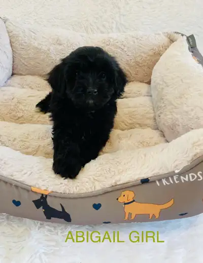 ❤️❤️Maltese puppies❤️❤️, View more
