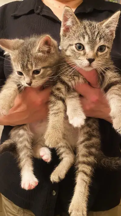 Kittens!, View more