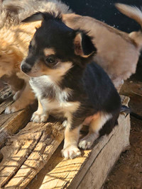 Chihuahua Longhair Small Pups