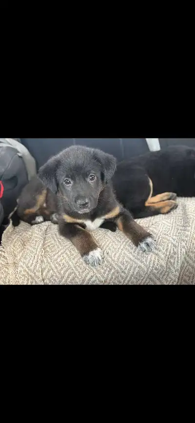 Lab/Blue heeler/German shepherd  PUPPIES!, View more