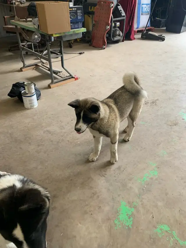 akita pups in Dogs & Puppies for Rehoming in Winnipeg - Image 3