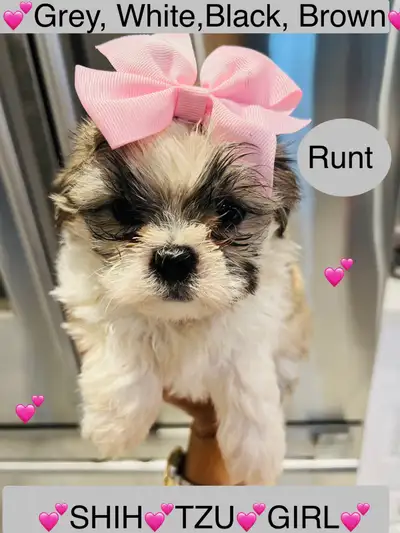 ♥️BEAUTIFUL SHIH TZU PUPS EXP BREEDER 30+YEARS ONLY 2  LEFT♥️, View more