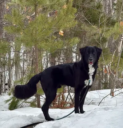 Border Collie/Retriever Mix (OREO), View more