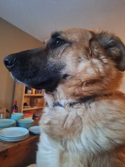 2 year old male dog for sale, View more