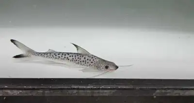 Monster Fishes for Rehoming, View more