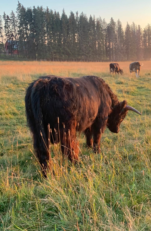 Highland Bull in Livestock in Red Deer - Image 3