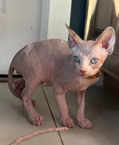 Sphynx kittens, View more