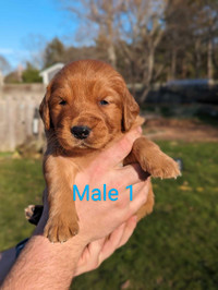 Golden Retriever Puppies