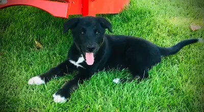 Border collie cross puppies. Male and female. Vet checked, 1st shots and dewormed. Will mature to ap...